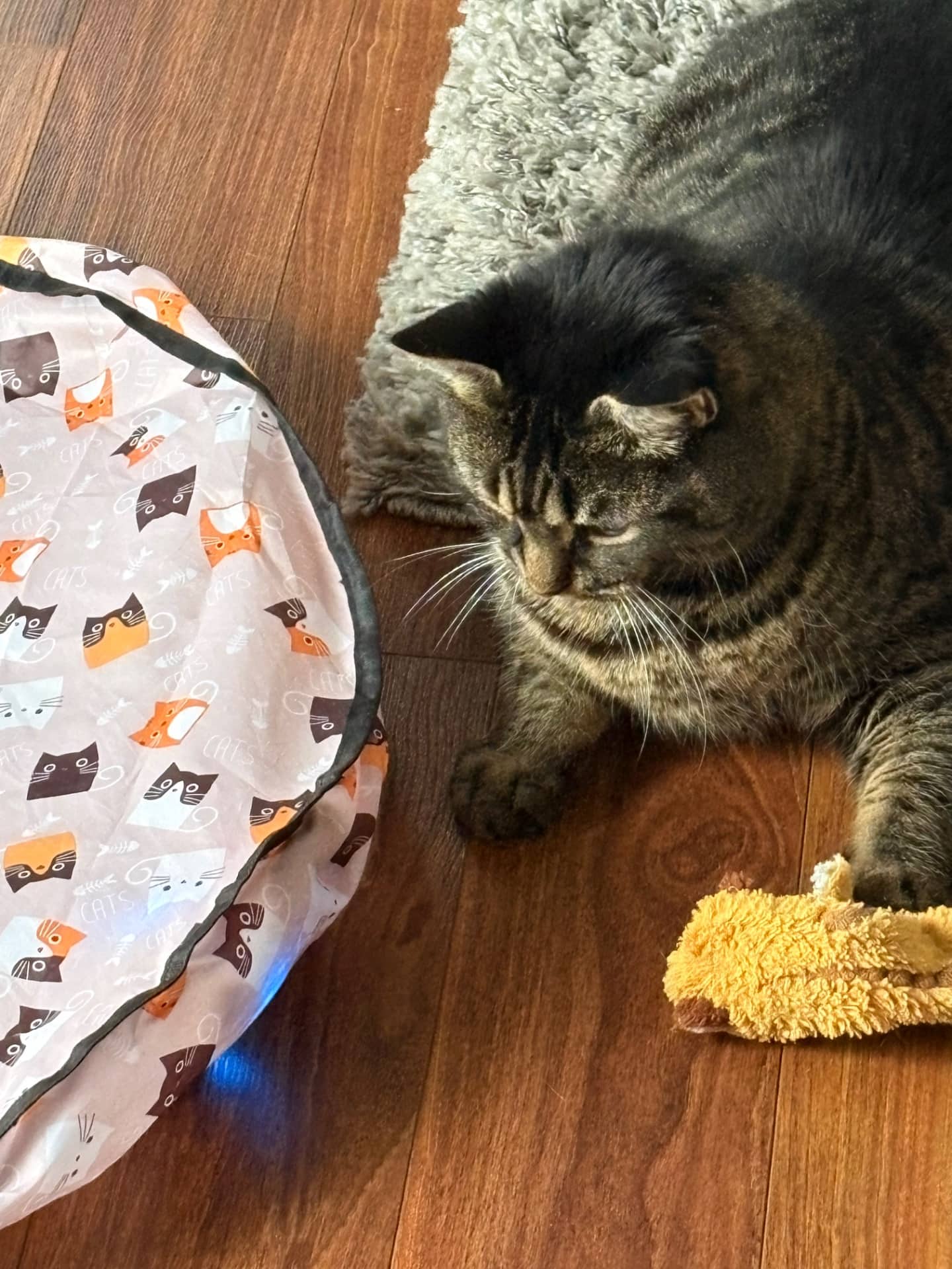 Ollie - Tabby cat available for adoption at Owner Rehoming in Halifax (1 of 5)