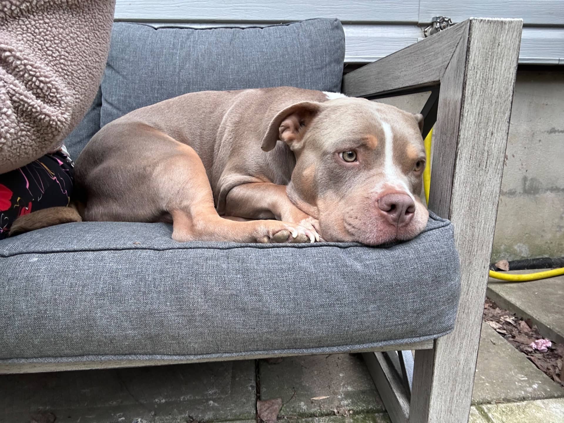 Walter - Pocket American bully available for adoption at Owner Rehoming in Peterborough (1 of 5)