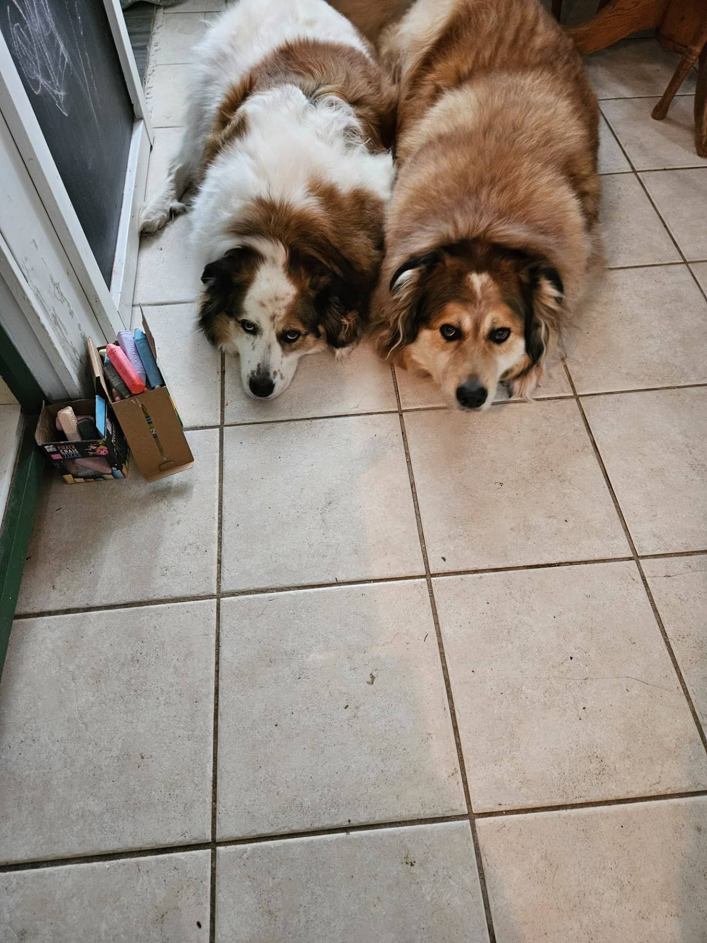 Bronn and Dany (Male and Female) - Great Pyrenees/ Australian Shepherd available for adoption at Owner Rehoming in Halifax (1 of 5)