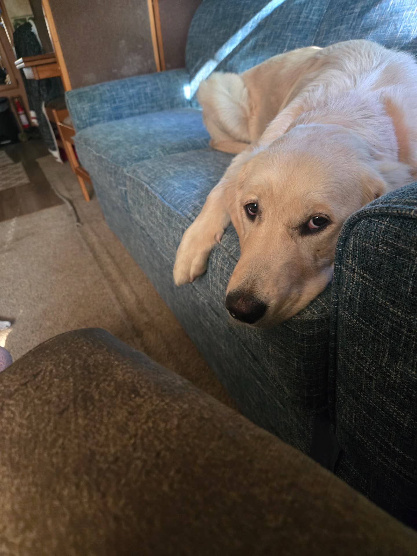 Sandy - Golden Retriever available for adoption at Owner Rehoming in Brantford (1 of 5)