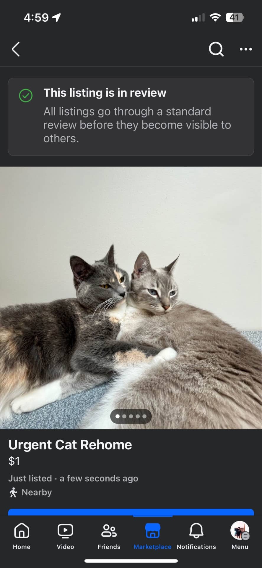 Sev and Lily - Domestic Shorthair available for adoption
