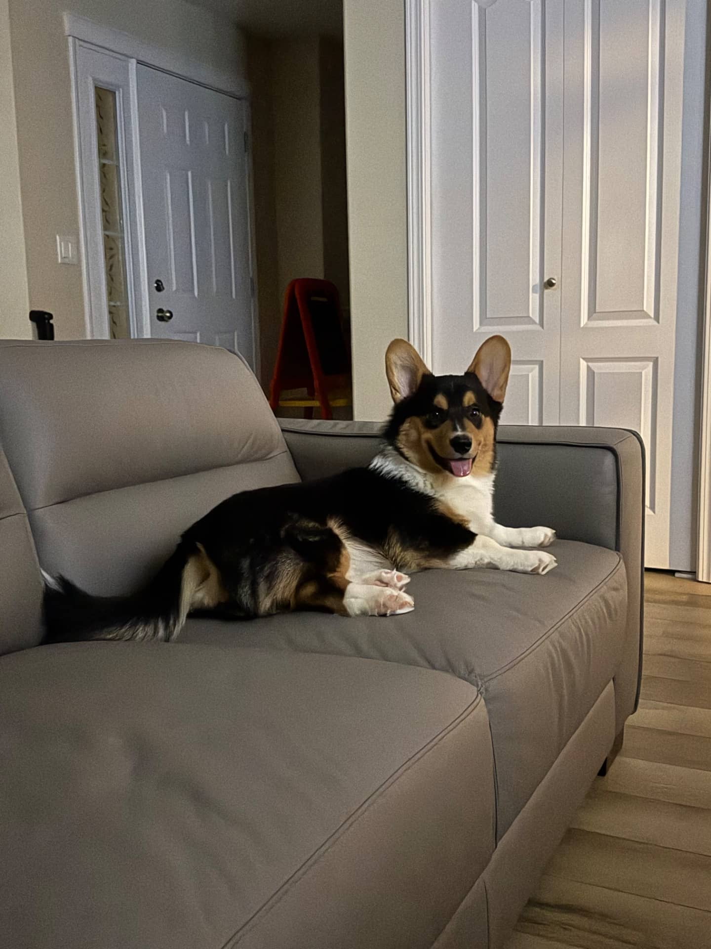 Rocky - Corgi available for adoption at Owner Rehoming in Calgary (1 of 5)