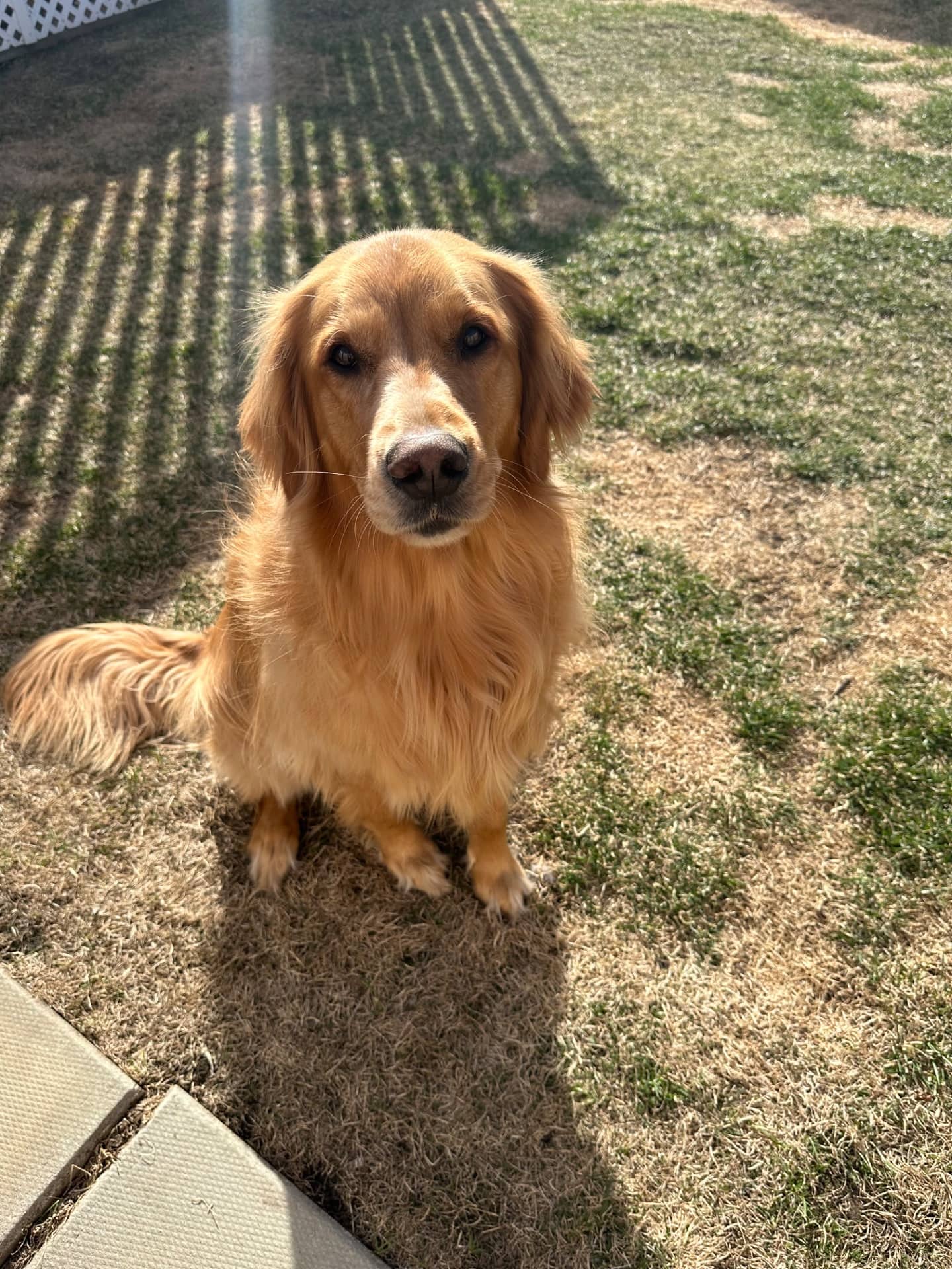 Daisy - Golden Retriever available for adoption at Owner Rehoming in Calgary (1 of 5)