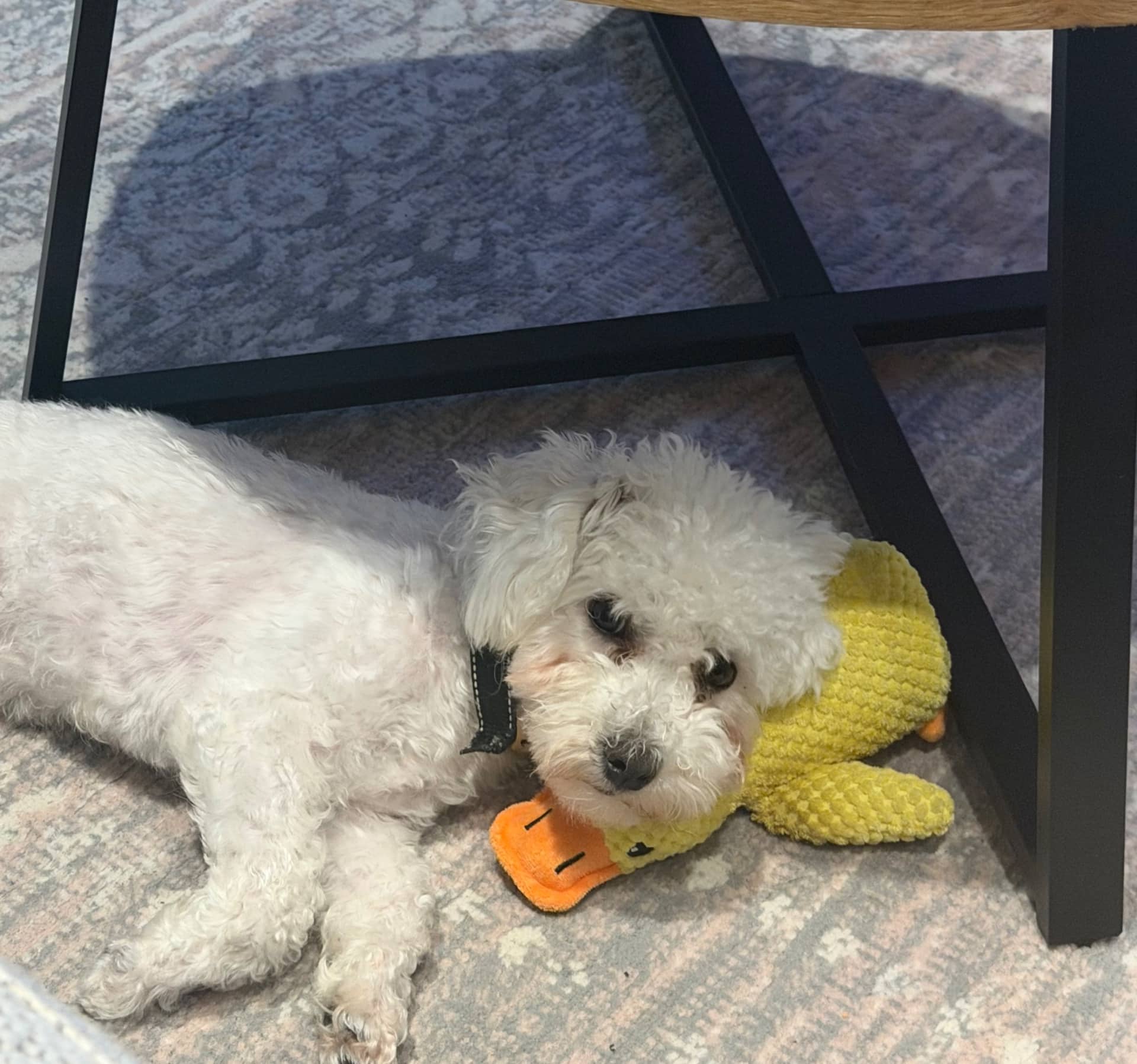 Mochi - Maltese available for adoption at Owner Rehoming in Toronto (1 of 5)