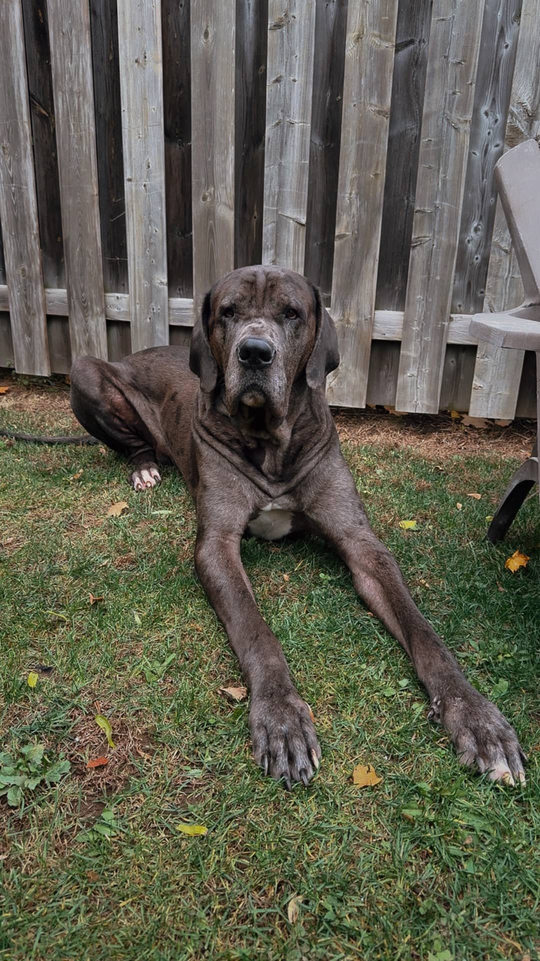 George - Great Dane available for adoption at Owner Rehoming in Toronto (1 of 3)