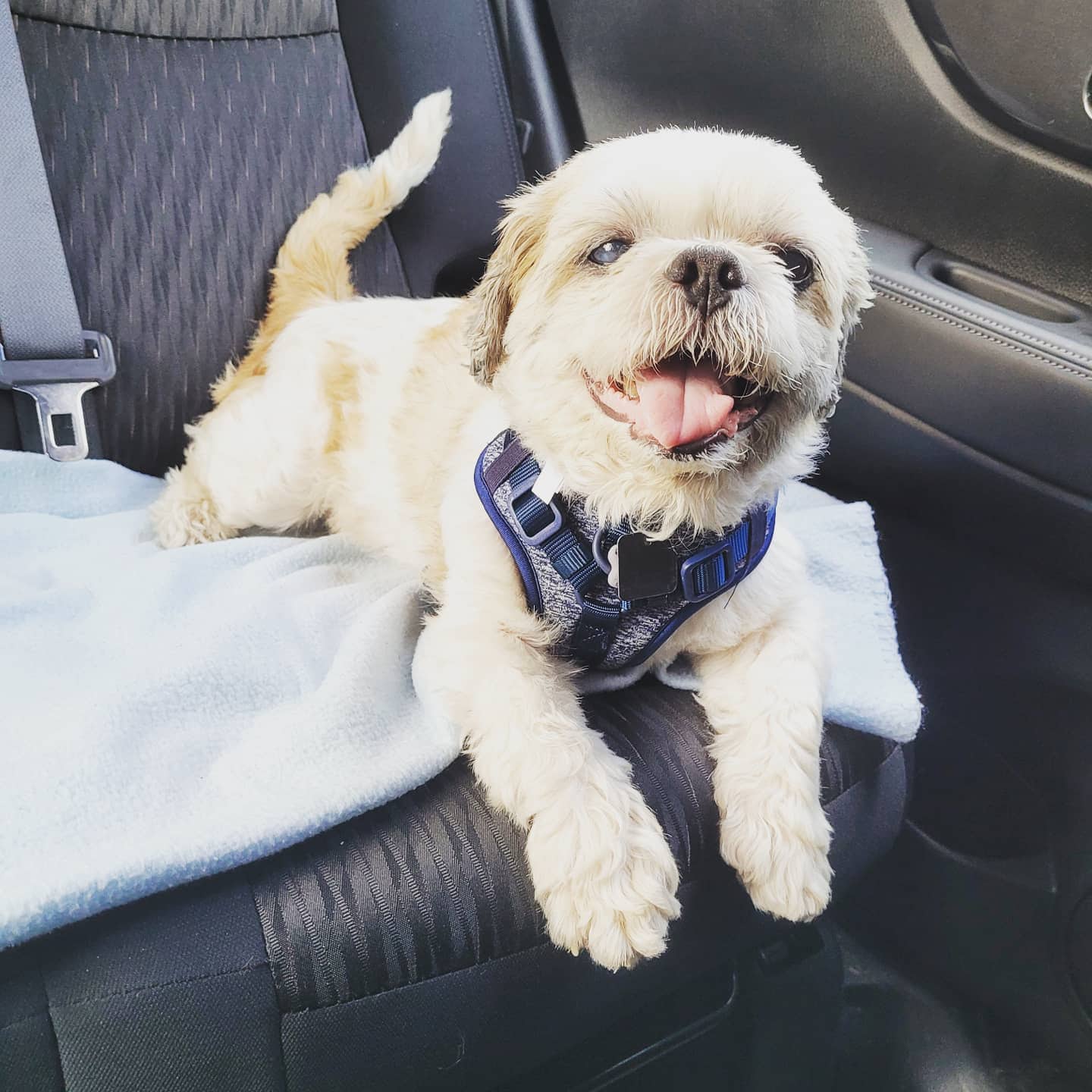 Stanlee - Shih Tzu available for adoption at Owner Rehoming in London (1 of 3)