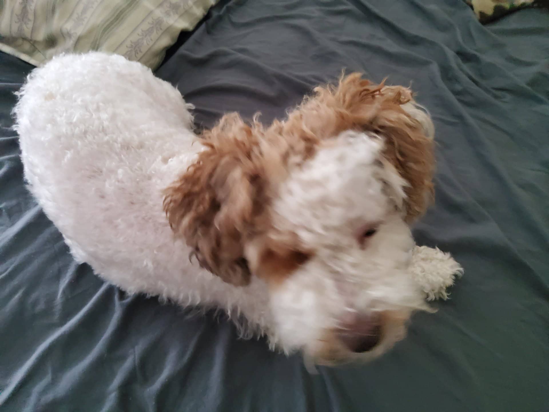 Spring - Aussiedoodle available for adoption at Owner Rehoming in Calgary