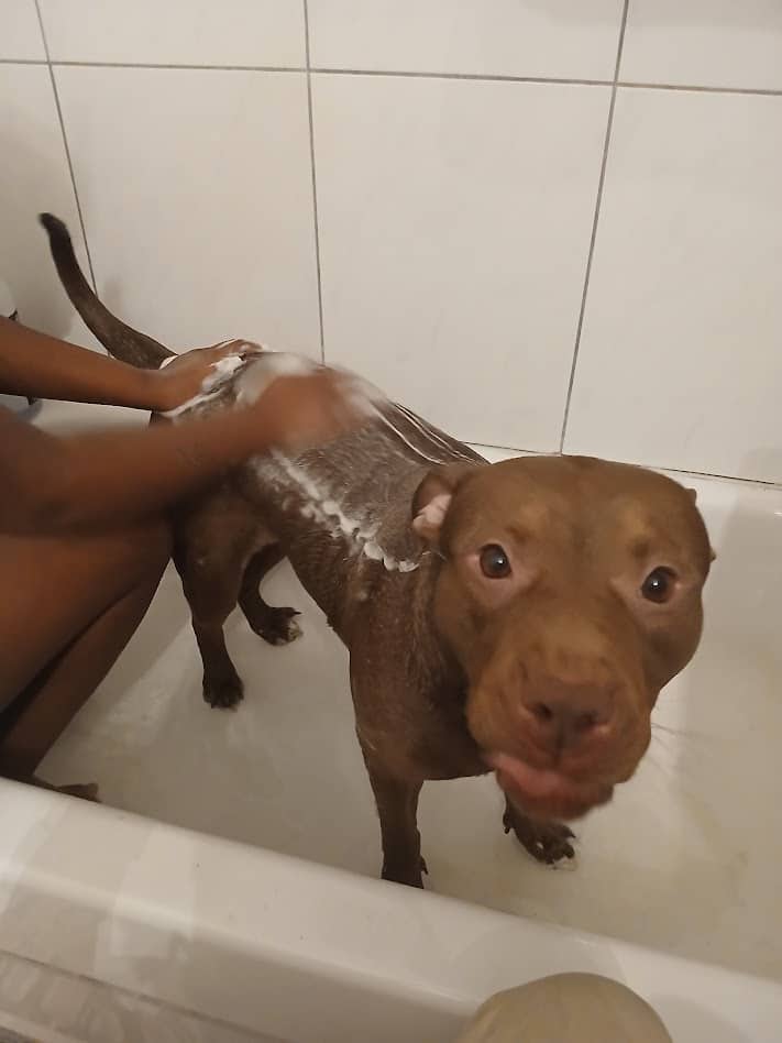 cinnamon - American Pit Bull Terrier available for adoption at Owner Rehoming in Toronto (1 of 3)