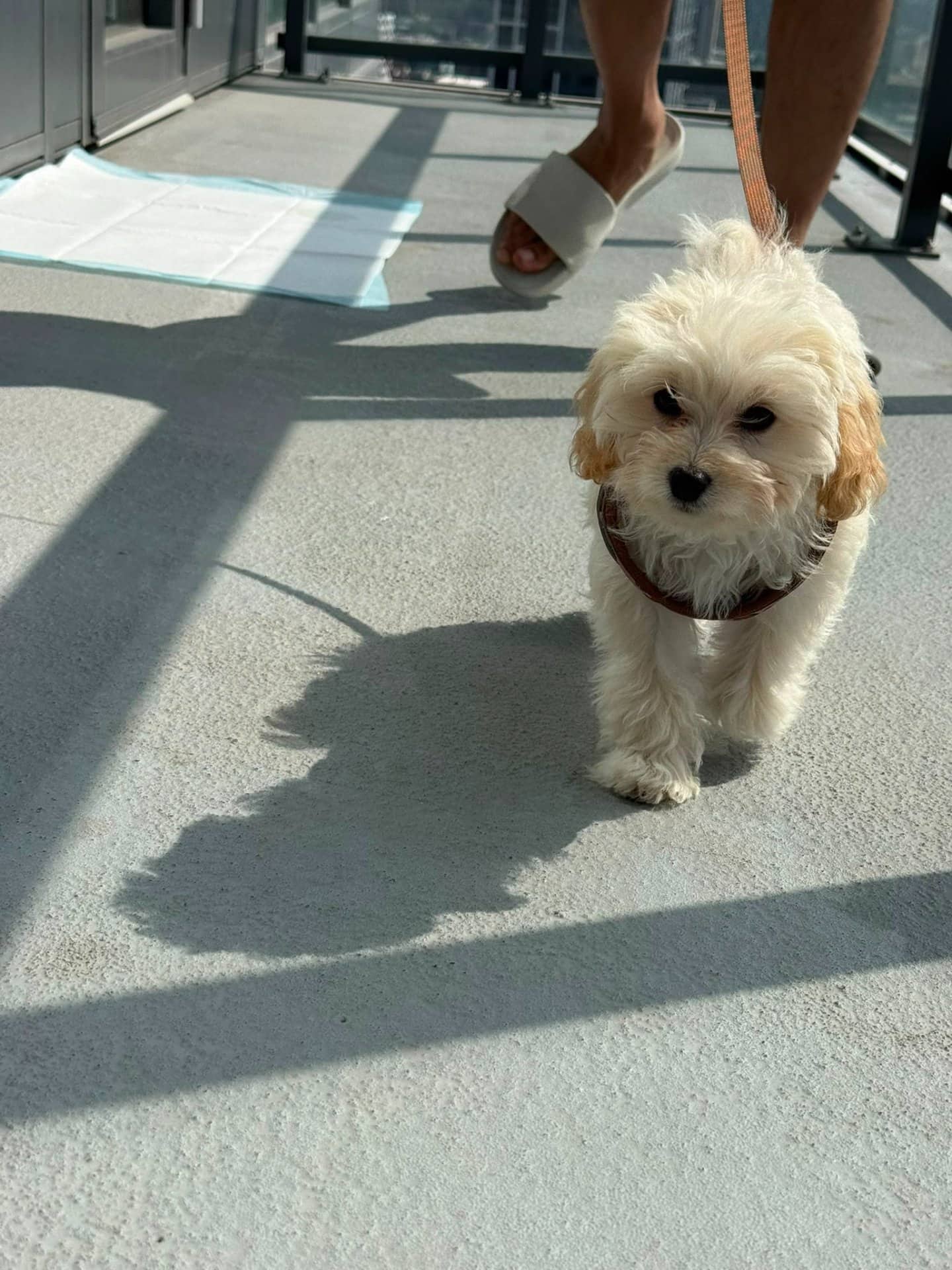Bella - malipoo available for adoption at Owner Rehoming in Calgary (1 of 4)