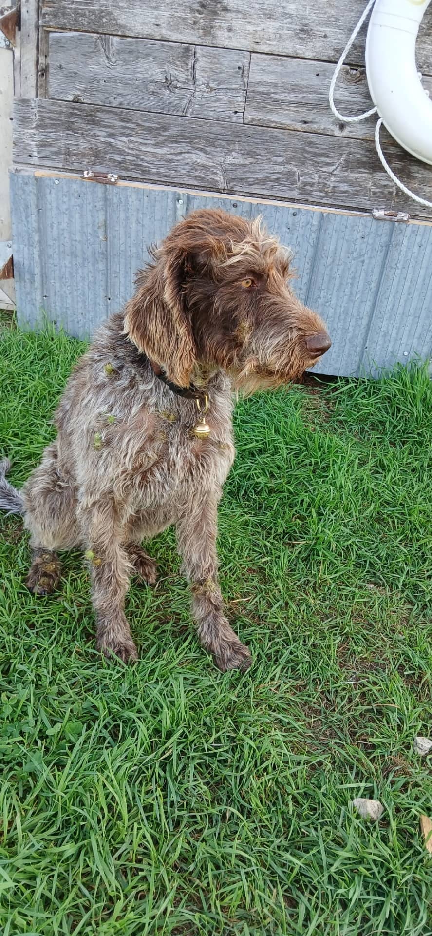Herman - German Shorthaired Pointer available for adoption at Owner Rehoming in Winnipeg (1 of 5)