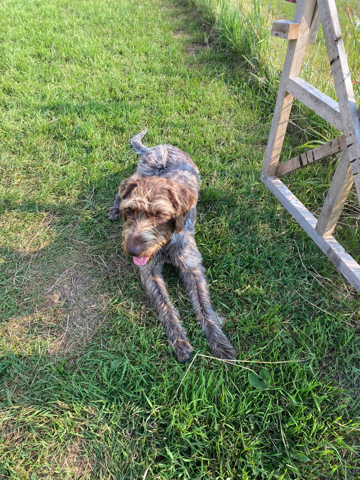 Herman - German Shorthaired Pointer available for adoption