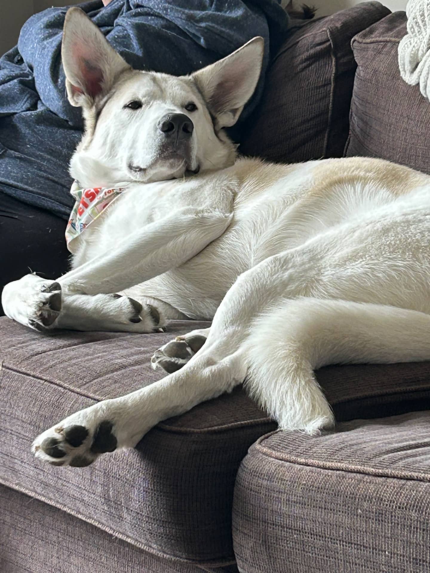 Gigi - Shepherd Mix available for adoption at Owner Rehoming in Winnipeg (1 of 5)