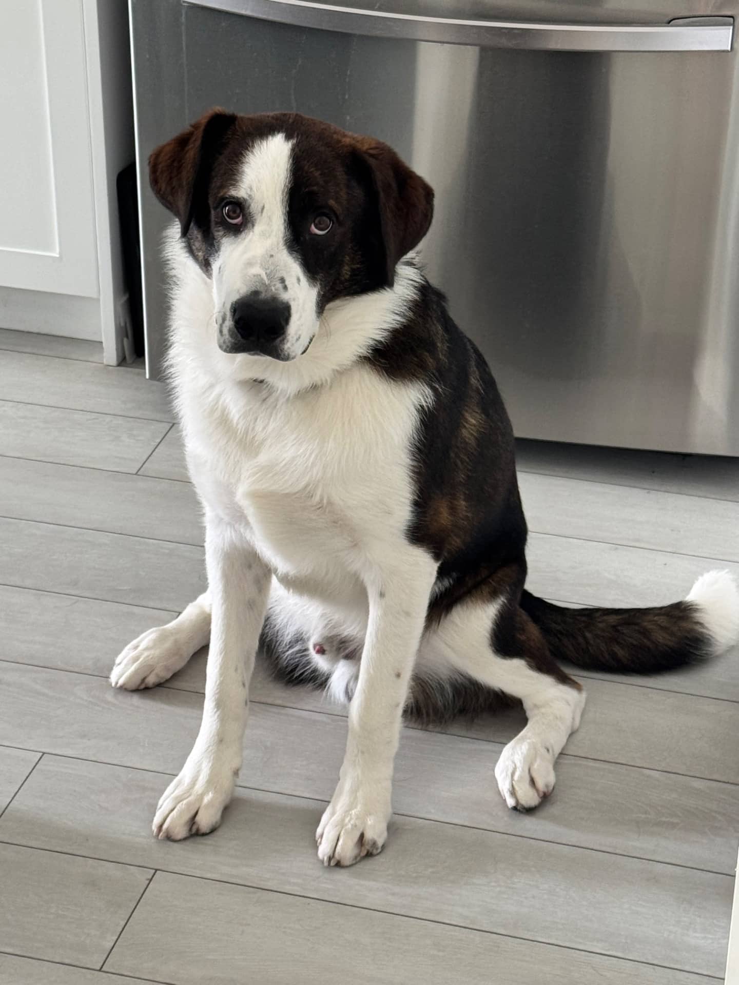 Sagg - Mixed Breed available for adoption at Owner Rehoming in Calgary (1 of 5)