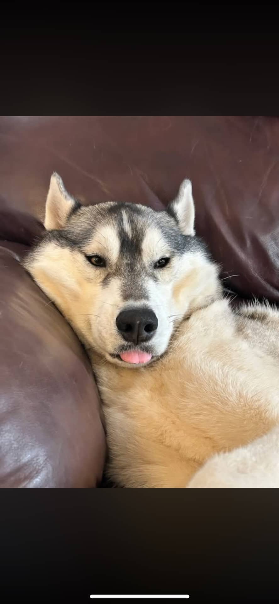 Oslo - Siberian Husky available for adoption at Owner Rehoming in Moncton (1 of 4)