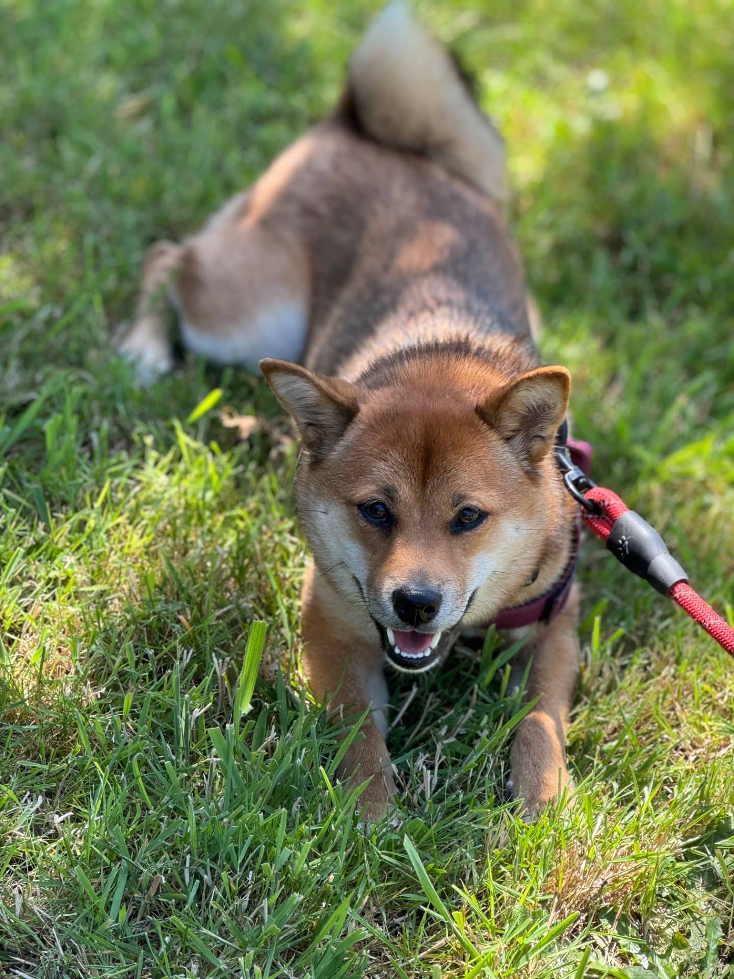 Sage - Shiba Inu available for adoption in British Columbia