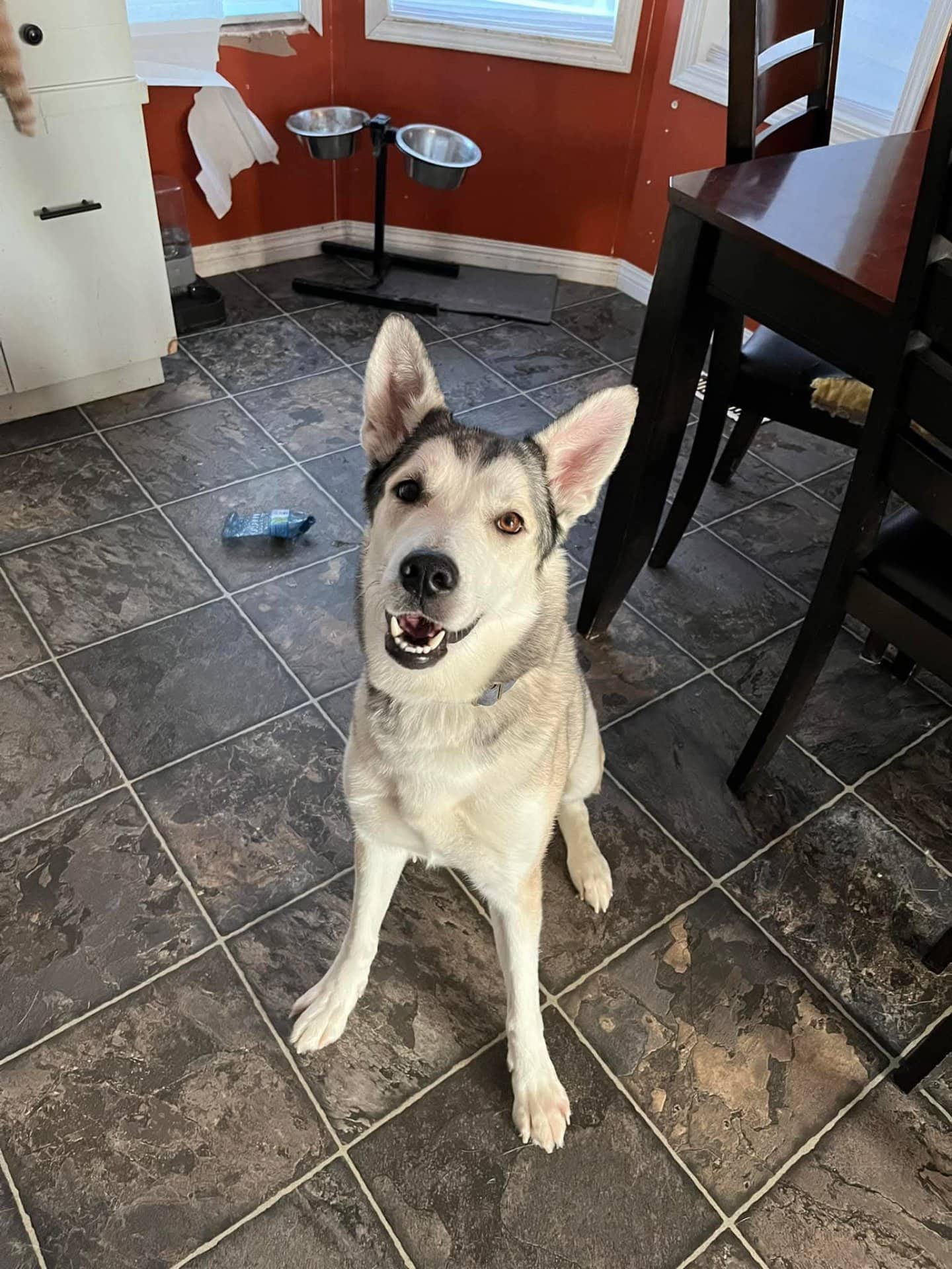 Billie - Husky mix available for adoption at Owner Rehoming in Brandon (1 of 3)