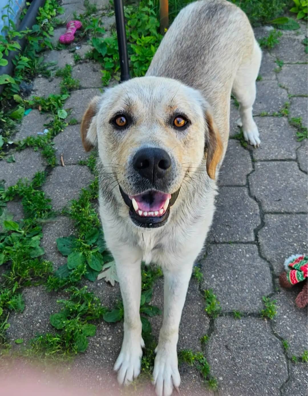 Bailey - Mixed Breed available for adoption at Owner Rehoming in Winnipeg (1 of 5)