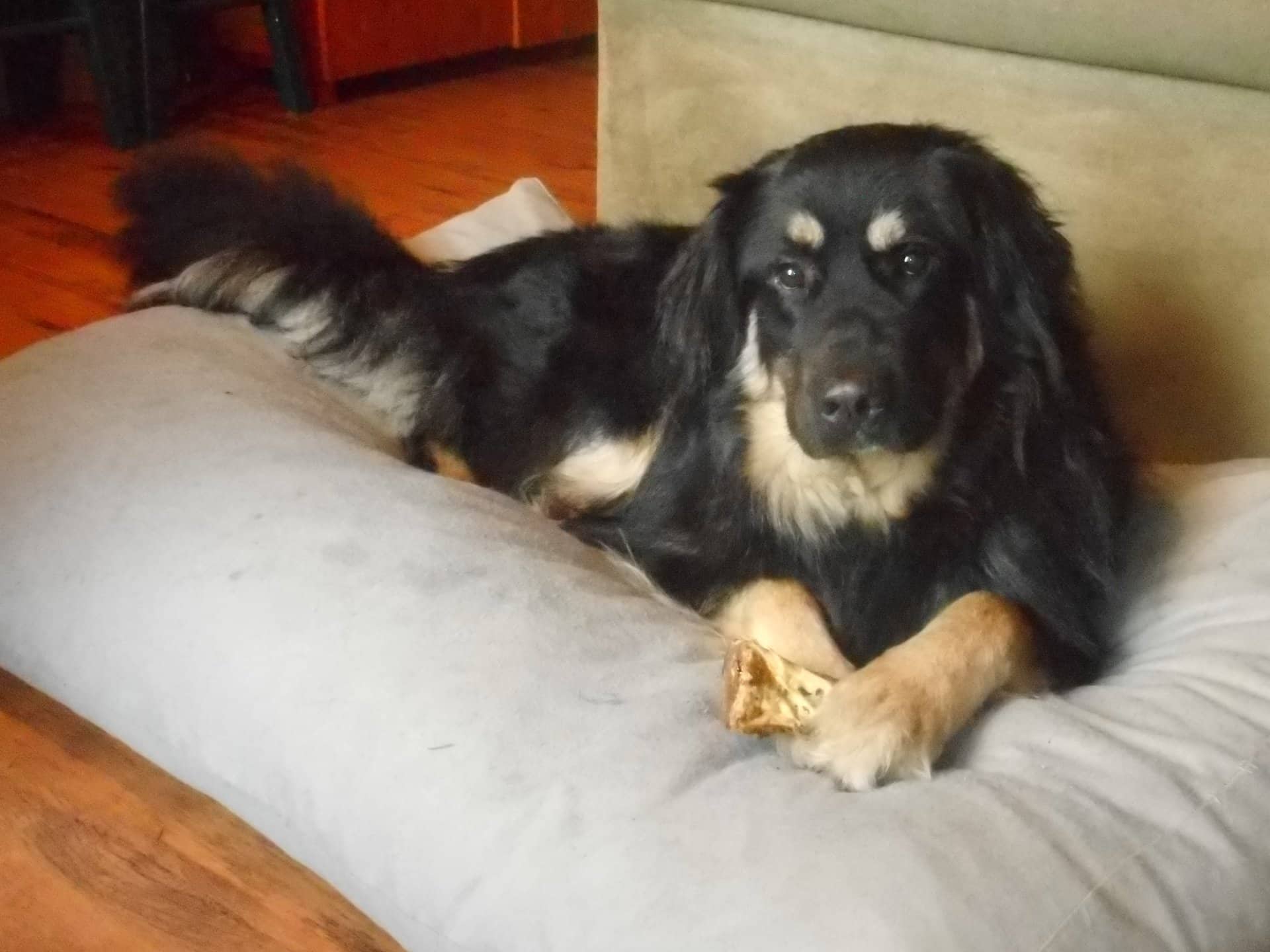 Tristan - Pyrenees Bernese Lab Retriever available for adoption at Owner Rehoming in Vancouver
