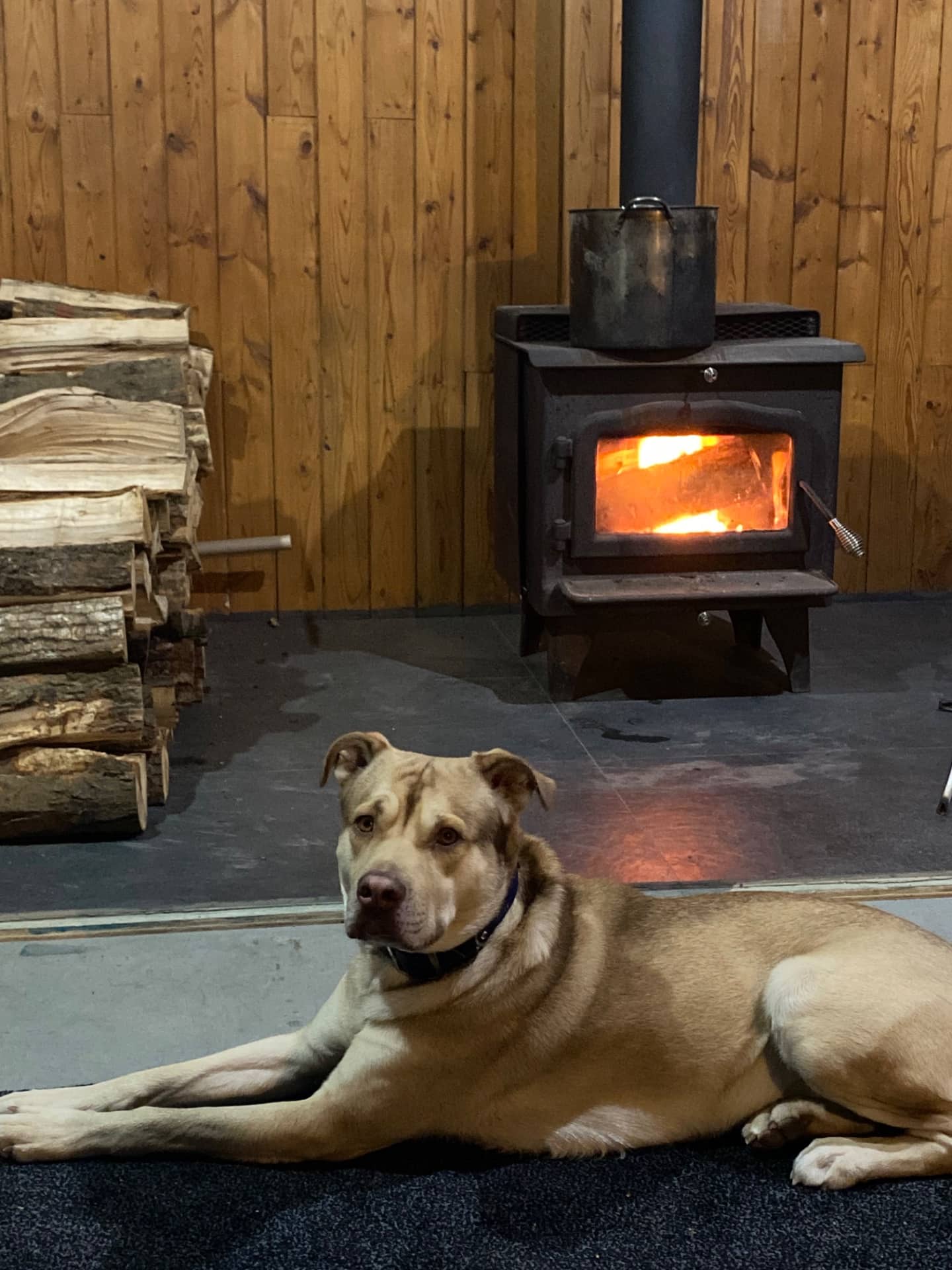 Rocky - Bully Mix available for adoption in Ontario