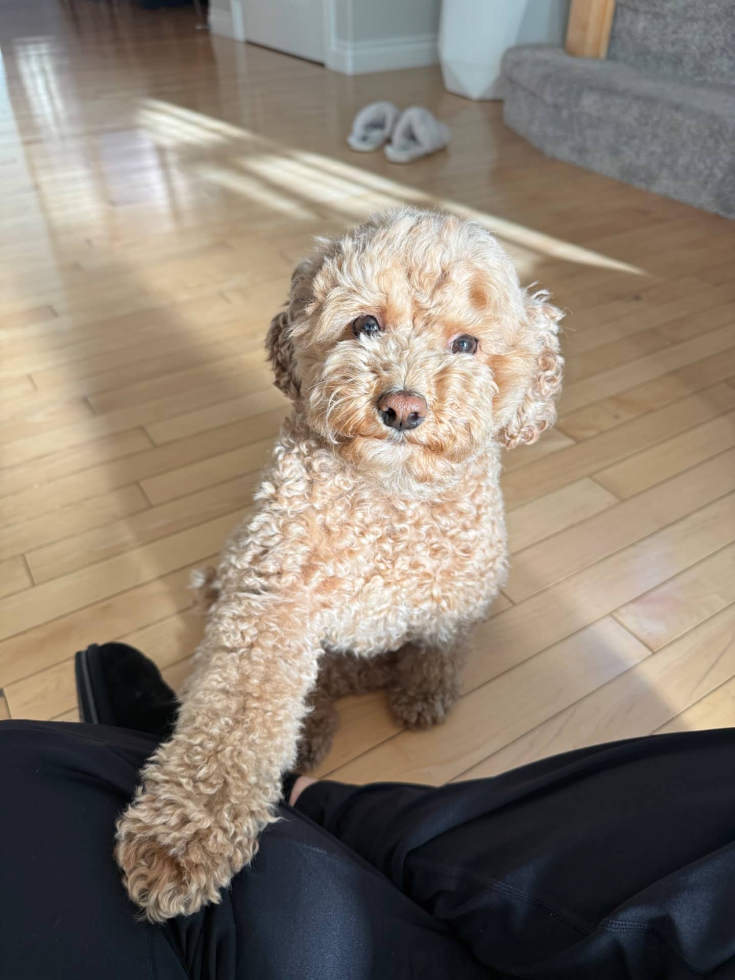 Sushi - Toy Poodle available for adoption at Owner Rehoming in Calgary (1 of 5)