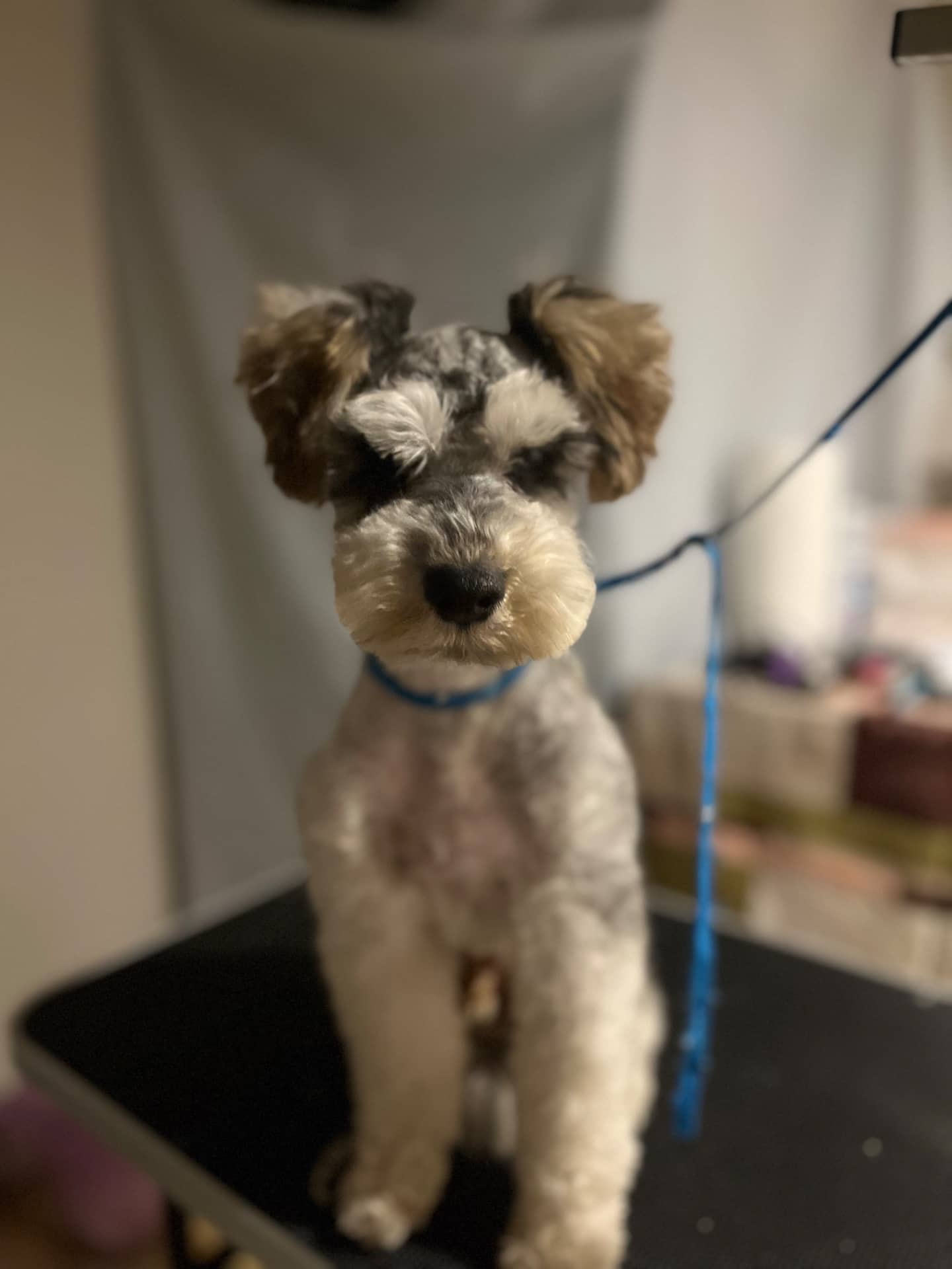 Milo - Miniature Schnauzer available for adoption at Owner Rehoming in Whitby (1 of 5)
