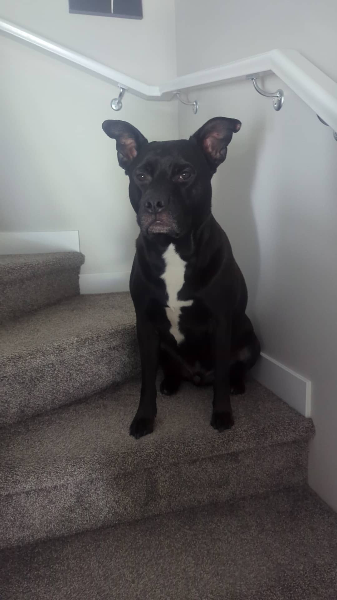 Odin - Staffy / German Sheppard available for adoption at Owner Rehoming in Calgary (1 of 4)