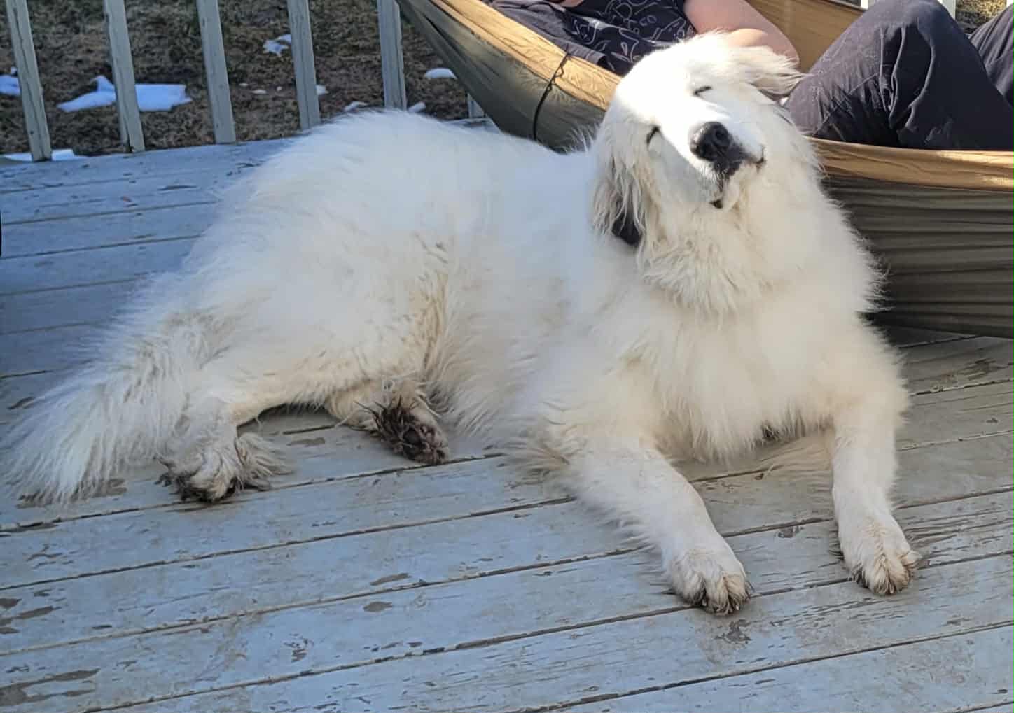 Nooki - great pyrenees available for adoption at Owner Rehoming in Montreal (1 of 5)