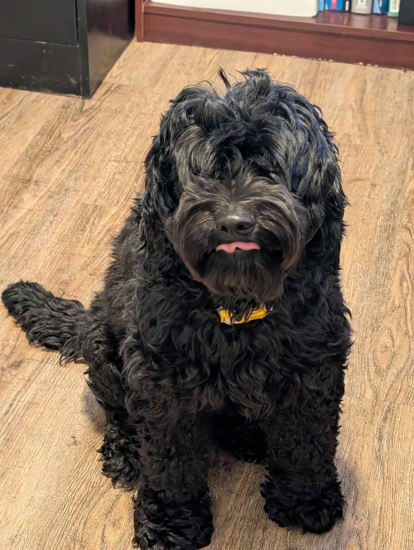 Leia - Cockapoo available for adoption at Owner Rehoming in Winnipeg (1 of 5)