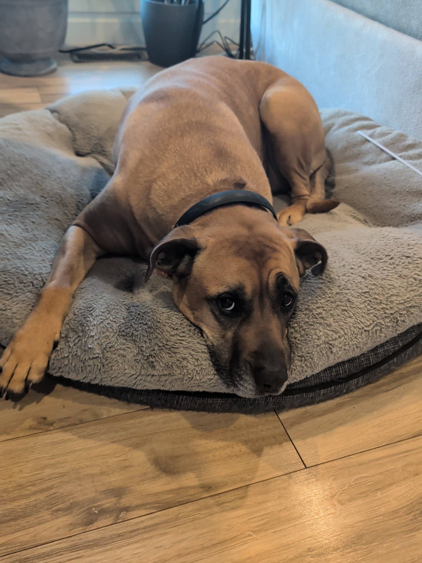 Luna - Mastiff cross available for adoption at Owner Rehoming in Calgary (1 of 5)