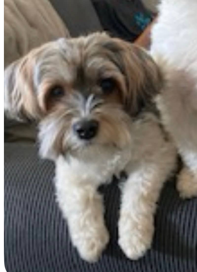 Carly - Biewer Terrier available for adoption at Owner Rehoming in Victoria (1 of 2)