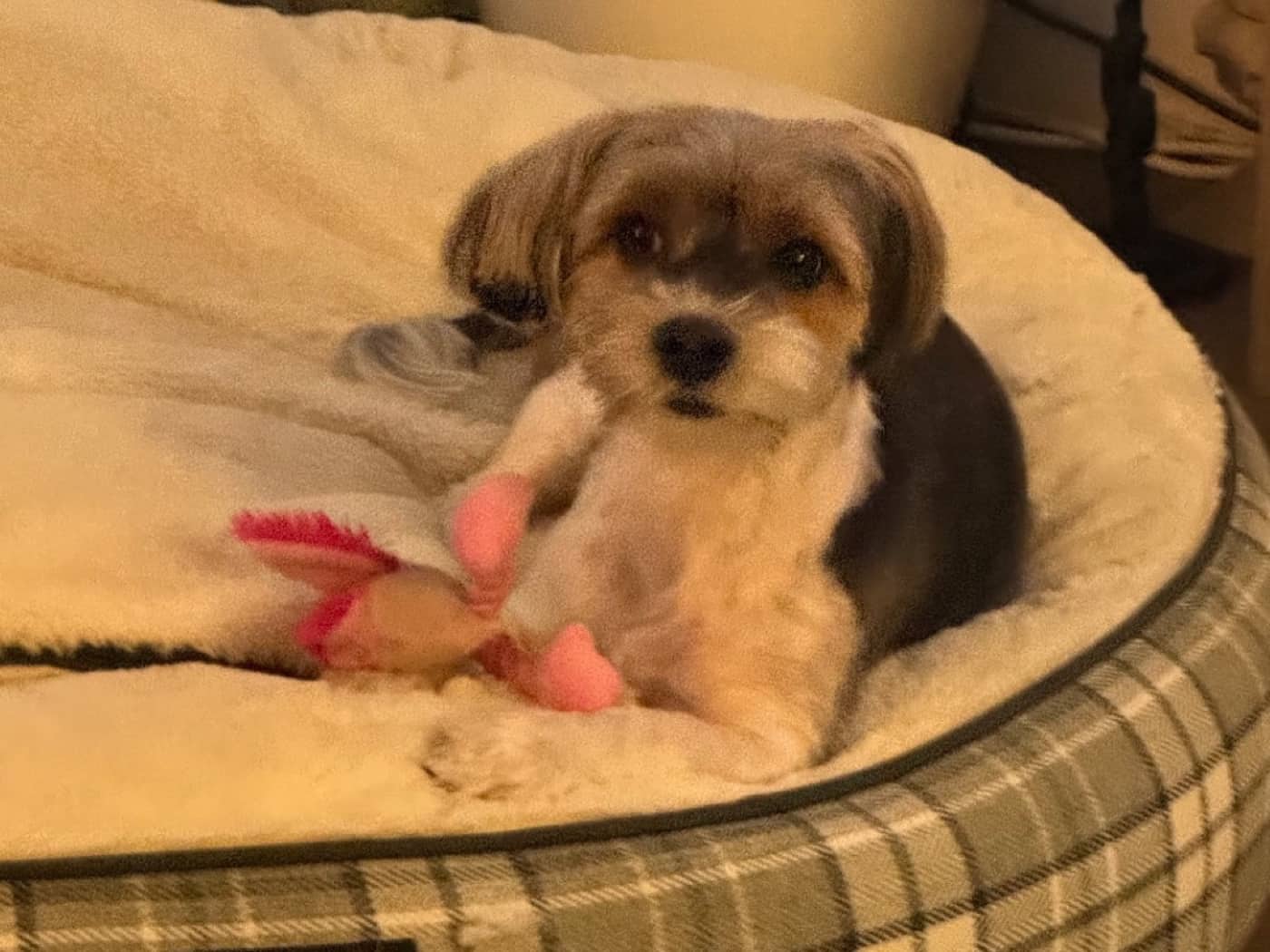 Carly - Biewer Terrier available for adoption in British Columbia