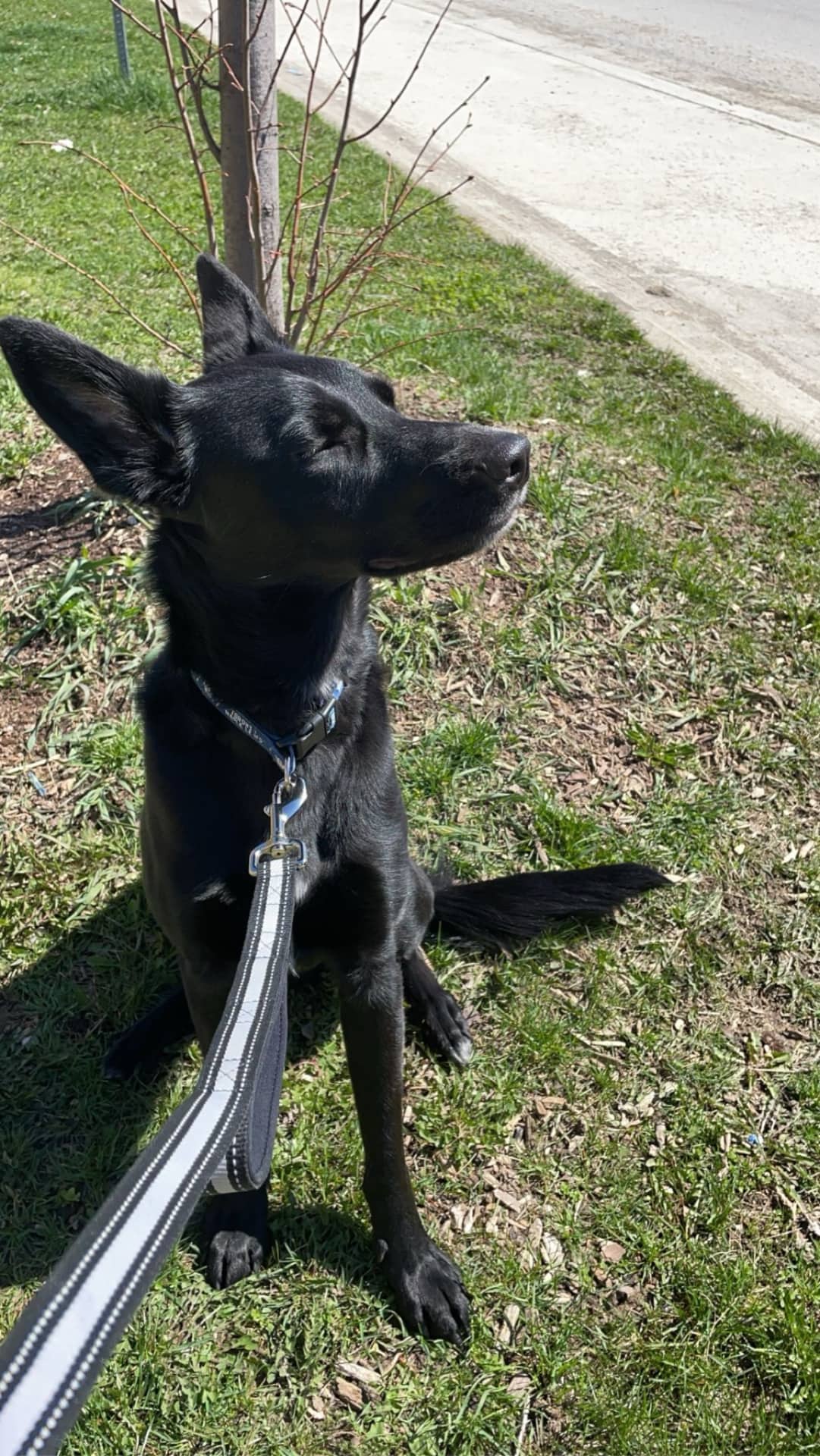 Scrappy - German Shepherd and Jack Russell available for adoption