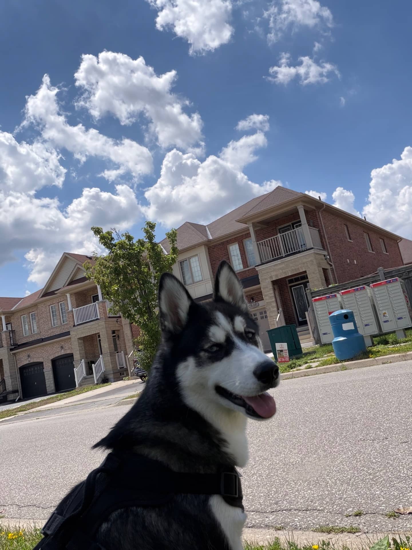 Hazel - Husky available for adoption at Owner Rehoming in Toronto (1 of 5)