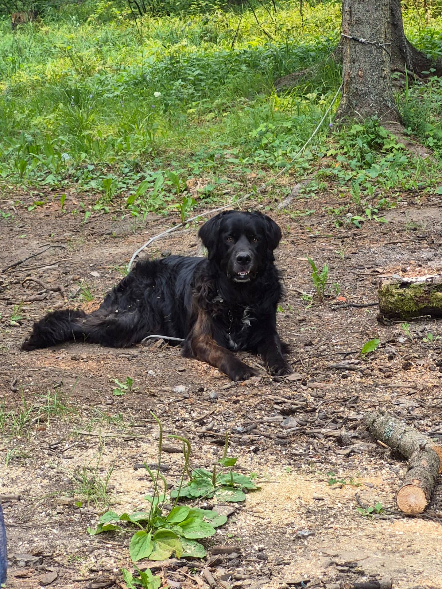 Billy - Mixed Breed available for adoption at Owner Rehoming in Calgary (1 of 4)