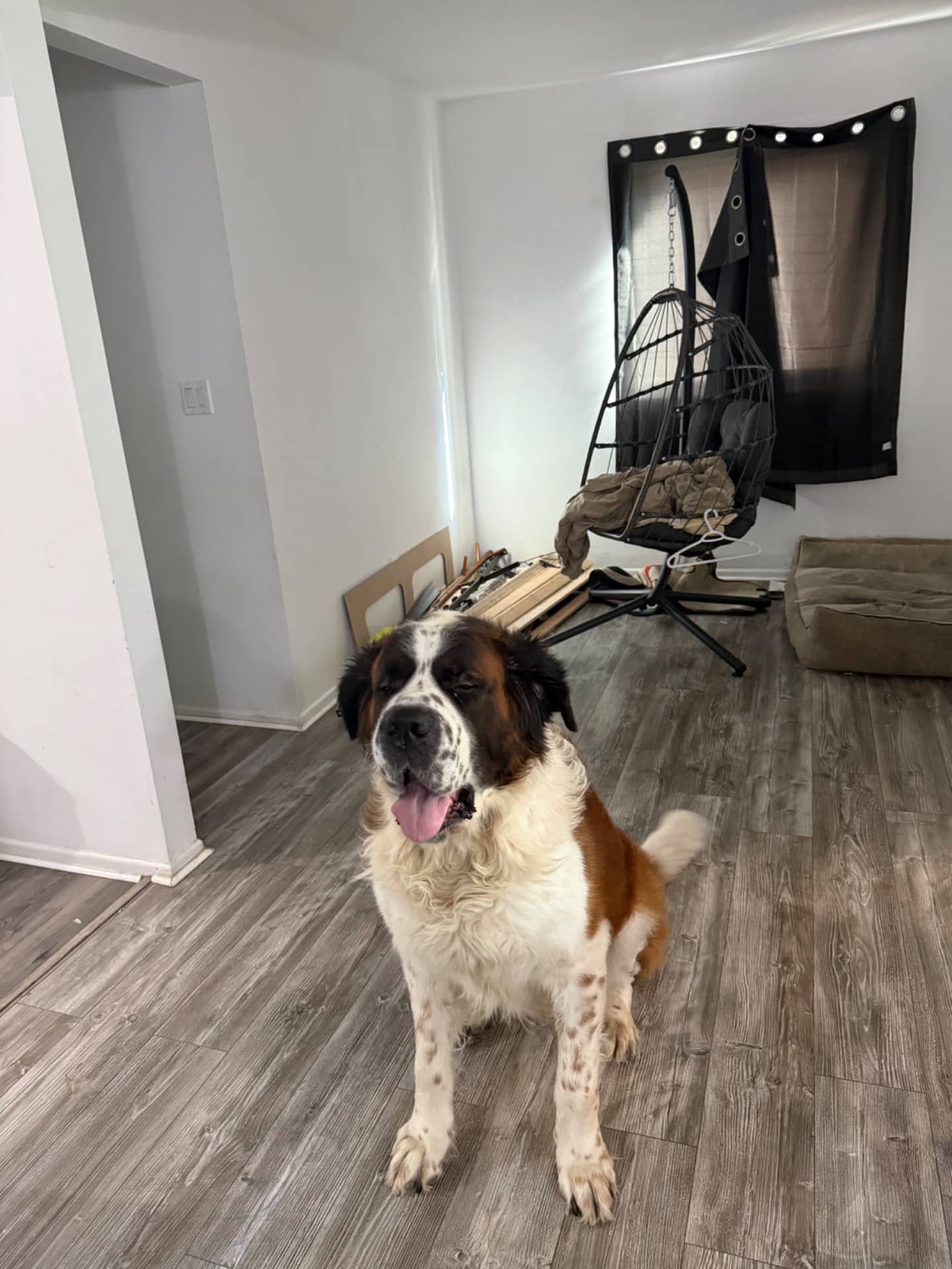 Cujo - Saint Bernard available for adoption