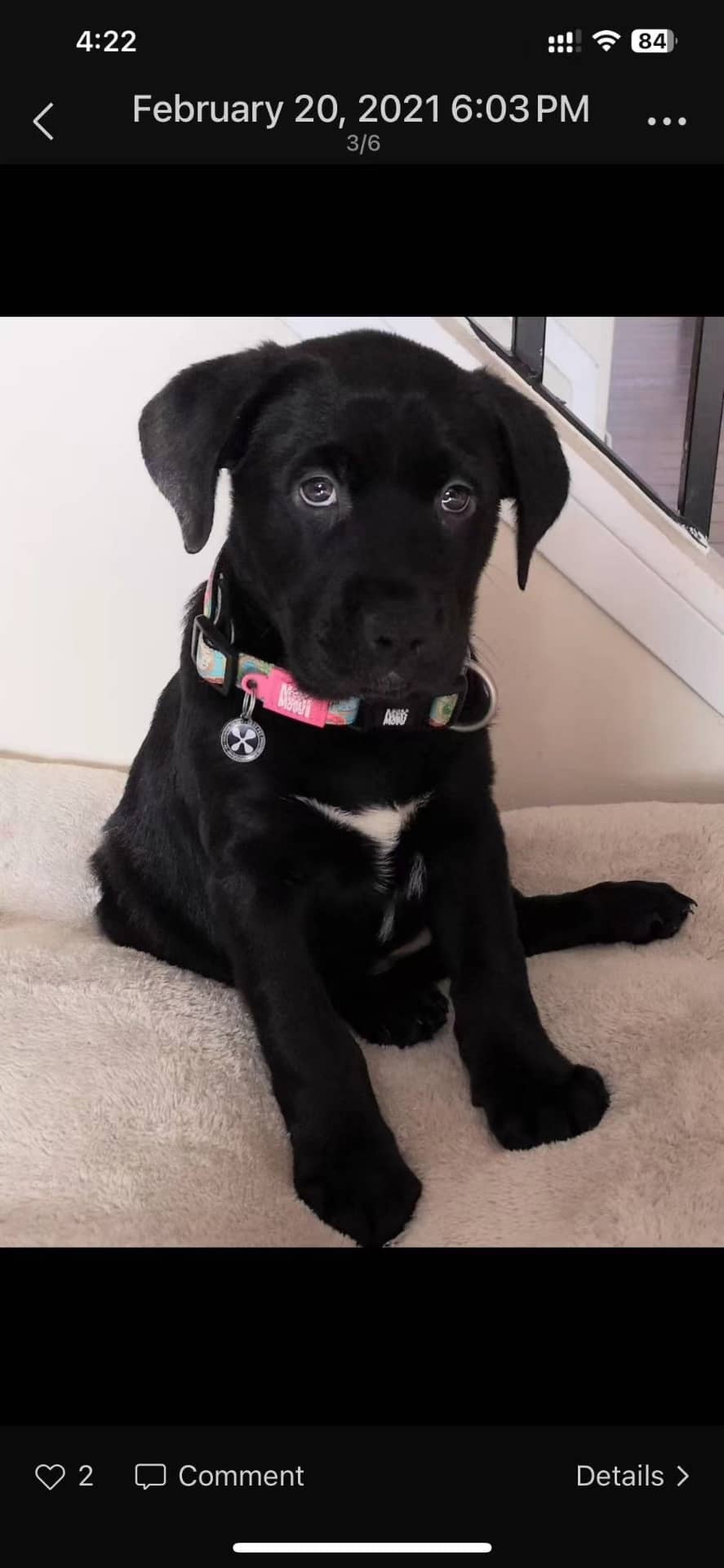 Oreo - Lab available for adoption at Owner Rehoming in Calgary (1 of 2)