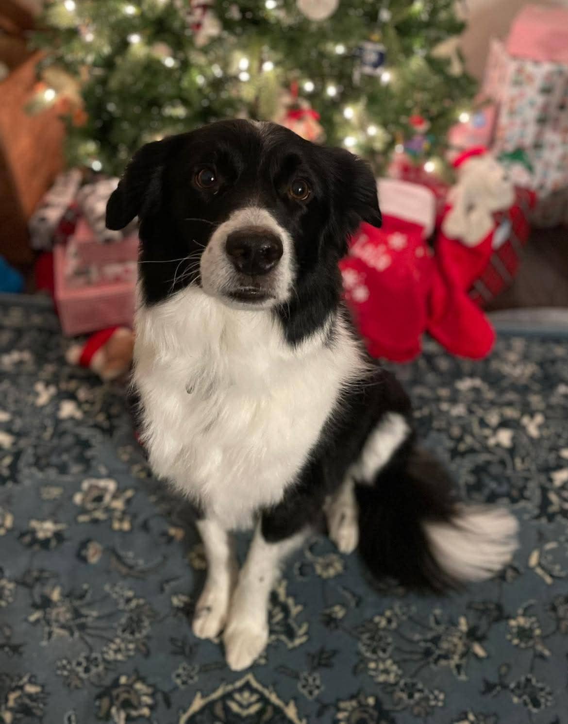 Toby - Mixed Breed available for adoption at Owner Rehoming in Winnipeg