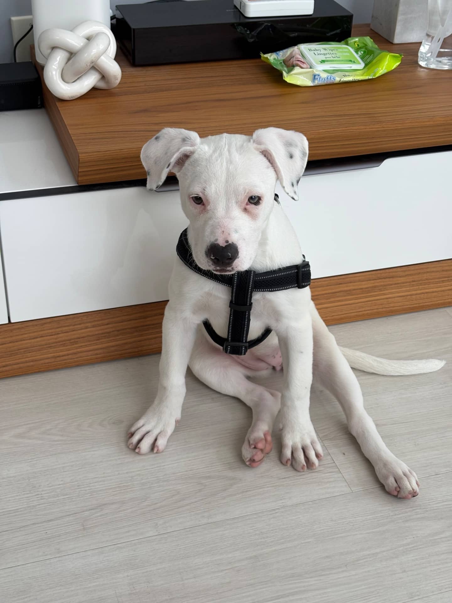 Claudia - American staffordshire Terrier available for adoption at Owner Rehoming in Calgary (1 of 4)