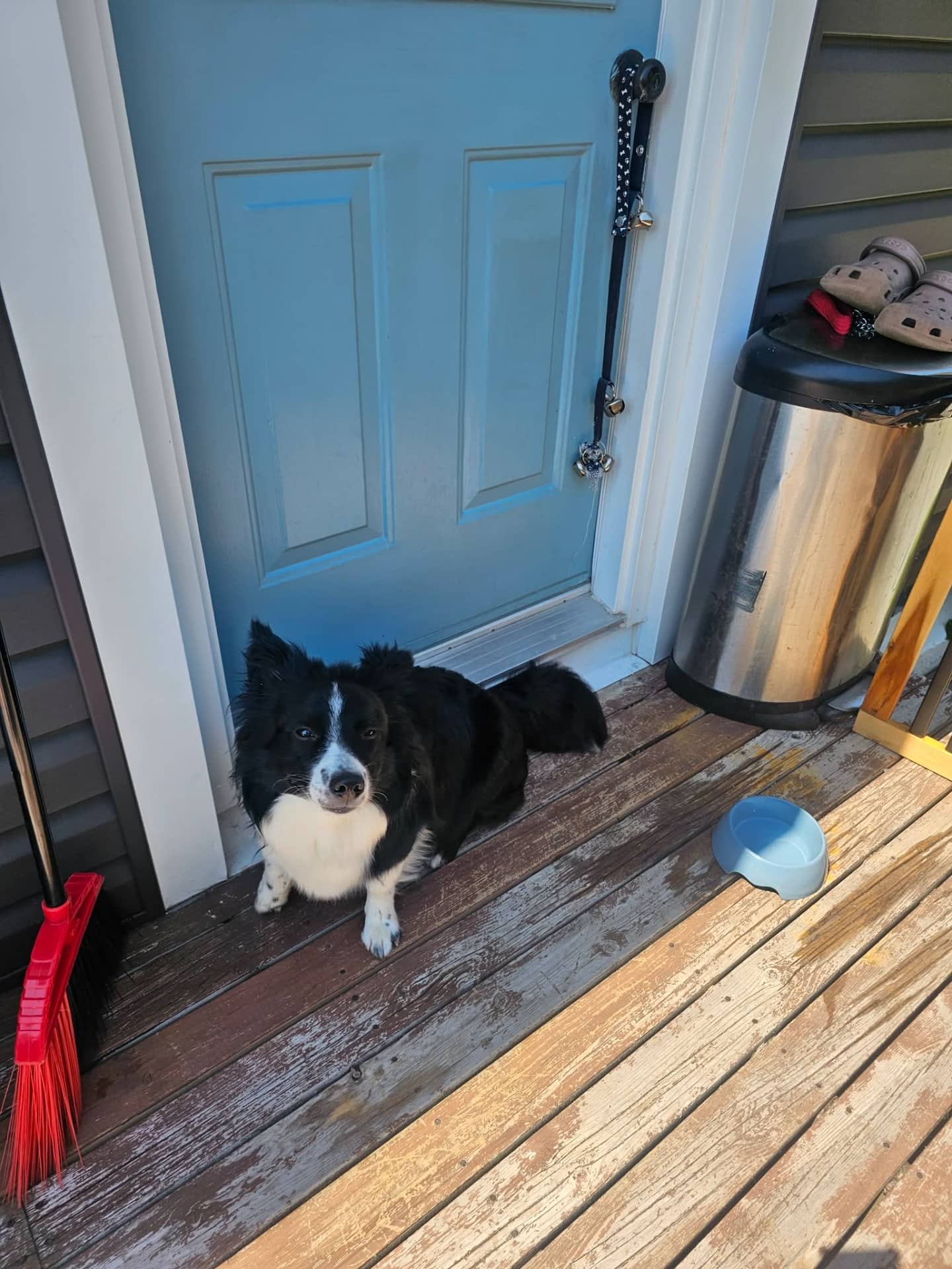 Murphy - Border collie/blue heeler available for adoption