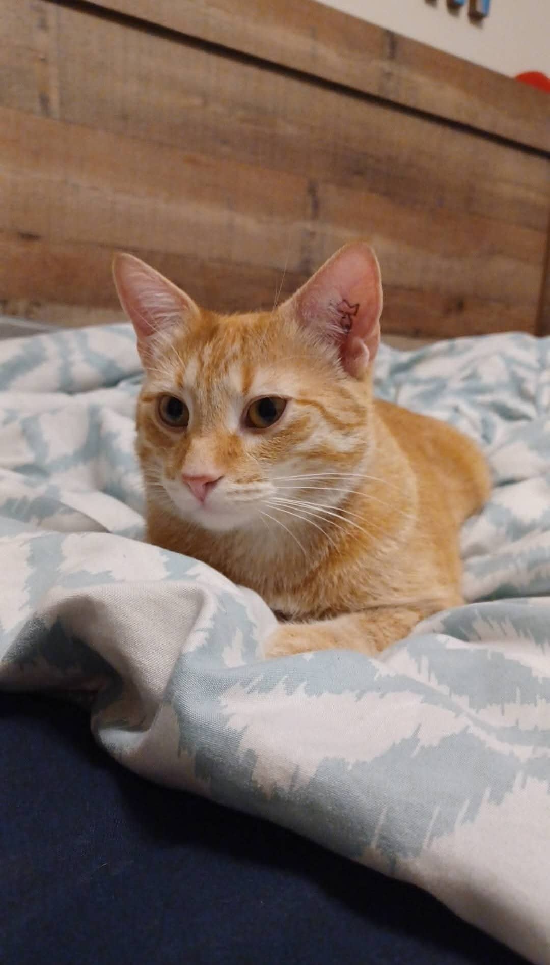Conker - Domestic Shorthair available for adoption