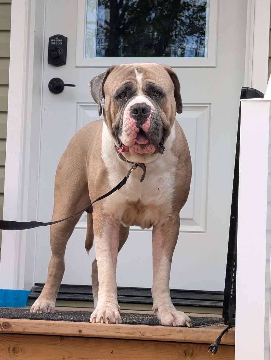 Duke - XL Bully / Cane Corso available for adoption