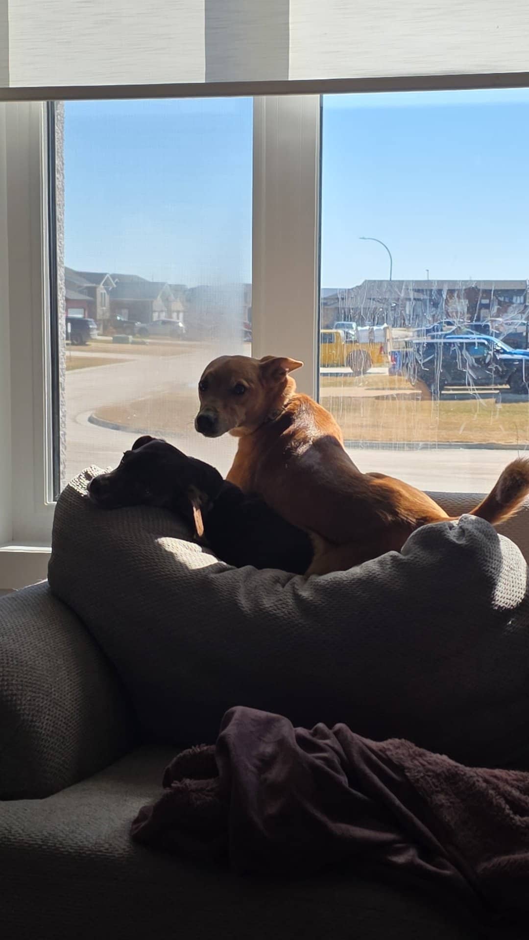 Ellie - Jack Russell Terrier available for adoption at Owner Rehoming in Winnipeg (1 of 5)