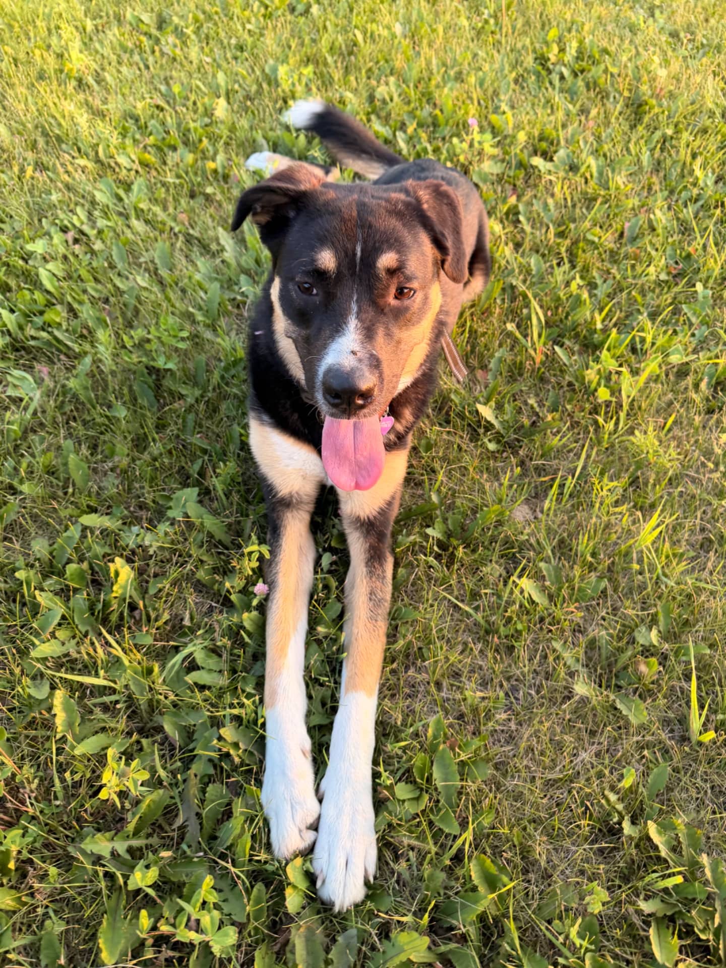 Nala - Husky - Rottweiler available for adoption at Owner Rehoming in Winnipeg (1 of 3)