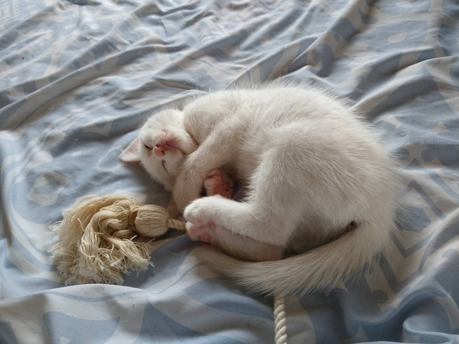 Bebe - White cat available for adoption at Owner Rehoming in Halifax (1 of 5)