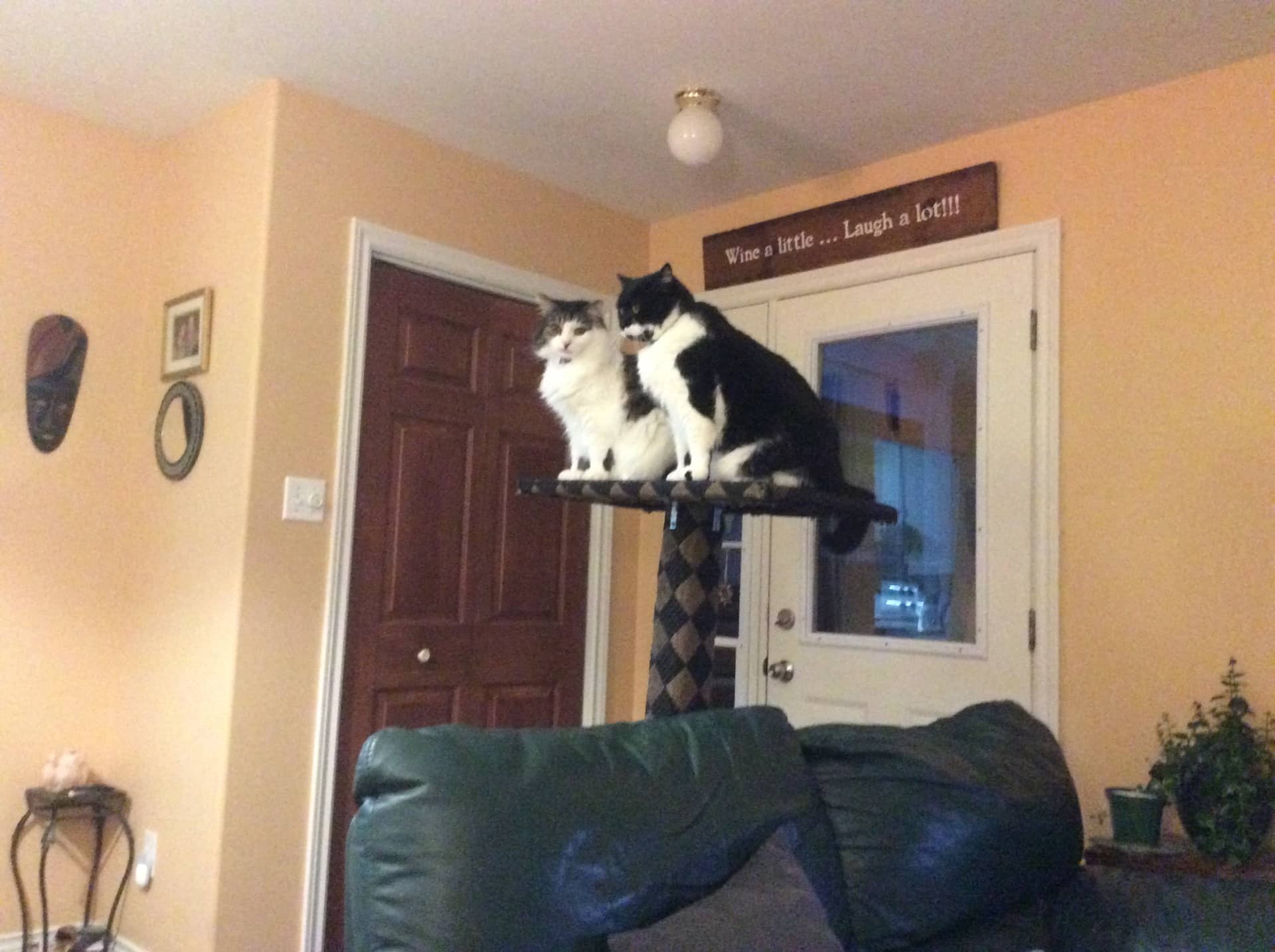 Tom and Moe ( Brothers, same liter) - Domestic Shorthair available for adoption