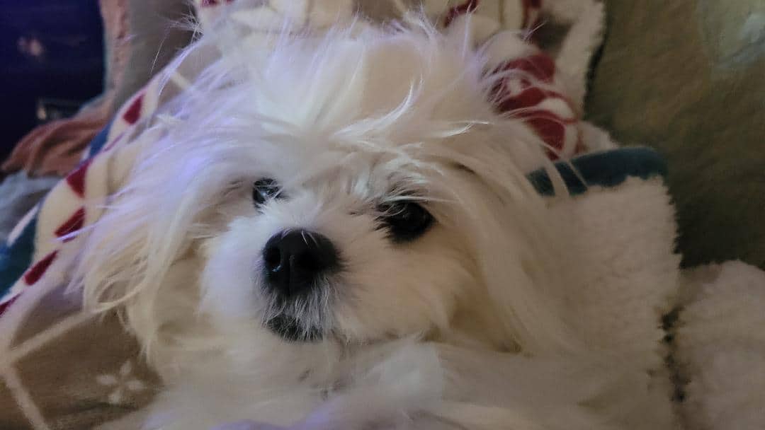 CoCo - Maltese available for adoption at Owner Rehoming in Vancouver (1 of 4)