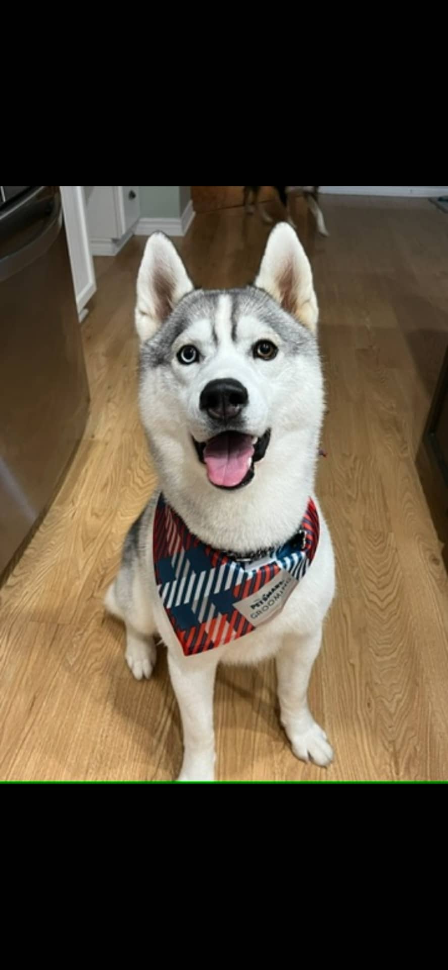 Texas - Husky available for adoption at Owner Rehoming in St. Catharines (1 of 5)