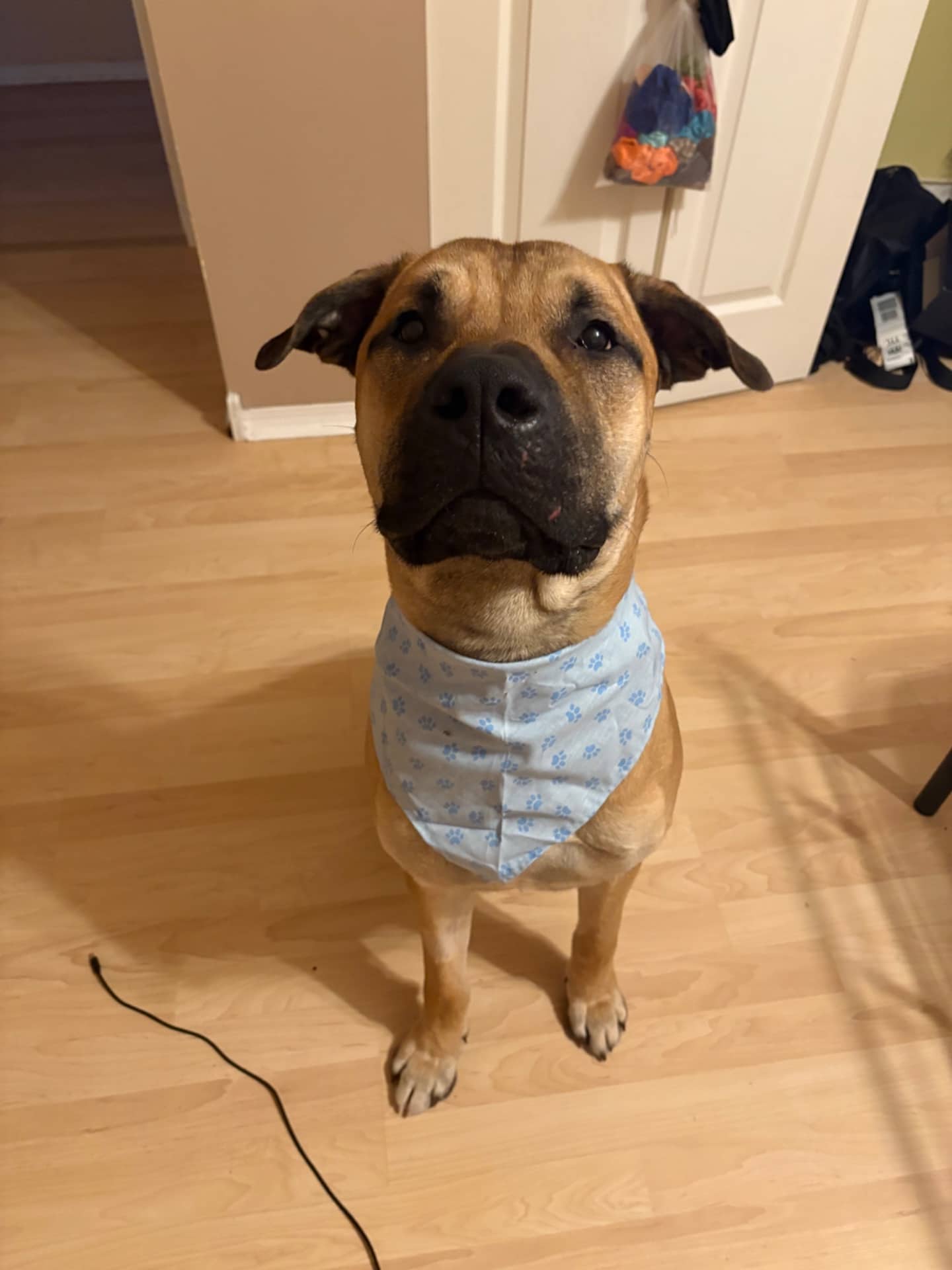 Brutus - Mixed Breed available for adoption at Owner Rehoming in Prince George (1 of 5)