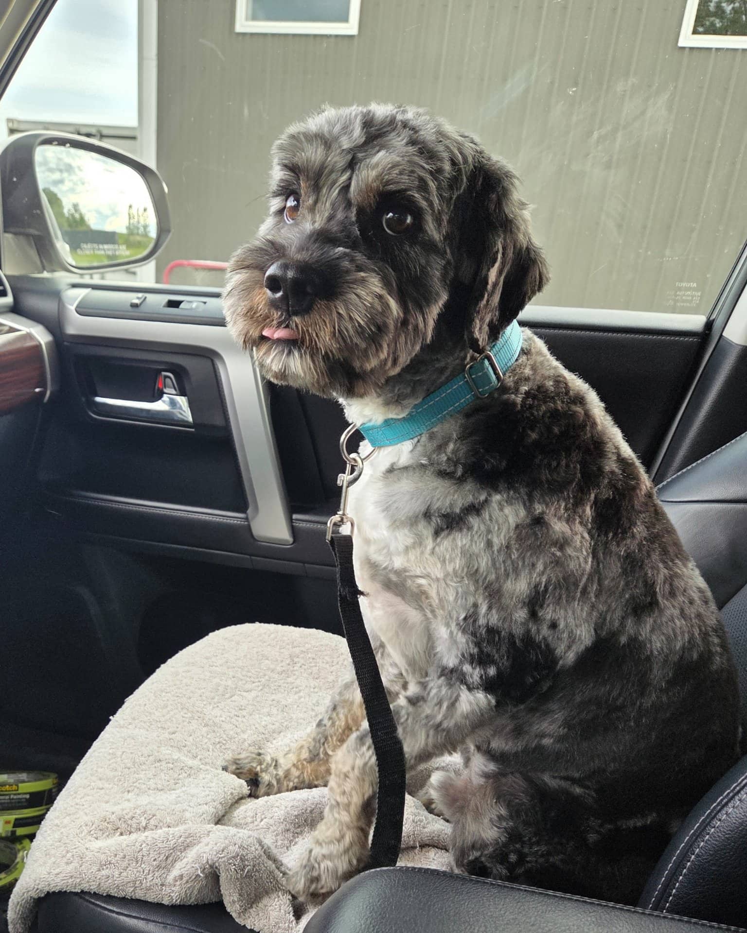 Charlie - Cavapoo available for adoption at Owner Rehoming in Calgary (1 of 5)