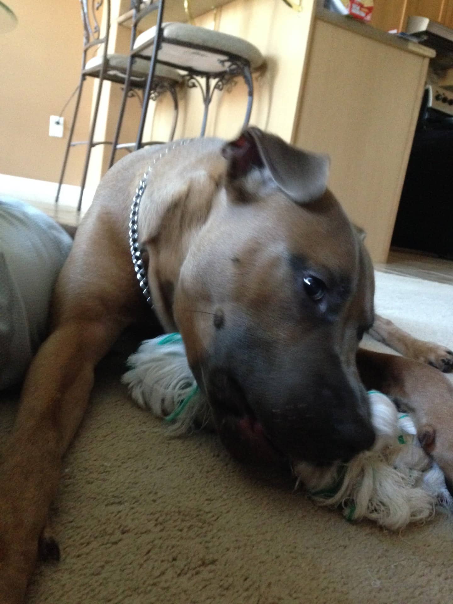 Diesel - Mixed Breed available for adoption at Owner Rehoming in Toronto (1 of 5)